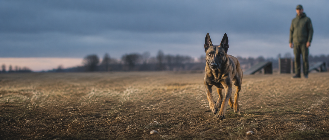 malinois le matin à l'entrainement