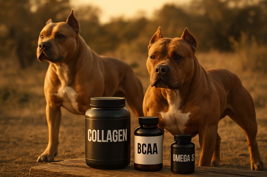 Quel complément pour molosse musclé (Bully, Amstaff) ?
