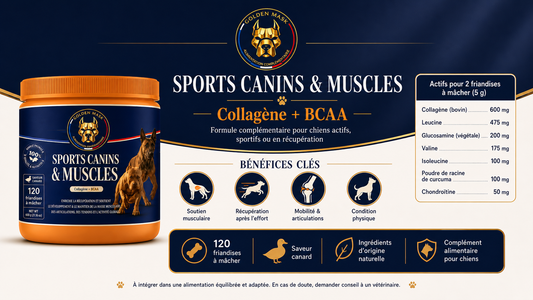 Complément Alimentaire pour Chien Sportif : Collagène, BCAA, Glucosamine et Chondroïtine Expliqués