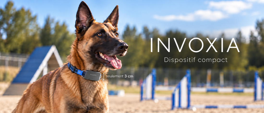 Berger Belge Malinois sportif équipé du traceur GPS Invoxia Biotracker, dispositif connecté compact de 3 cm, sur un terrain d’entraînement canin.