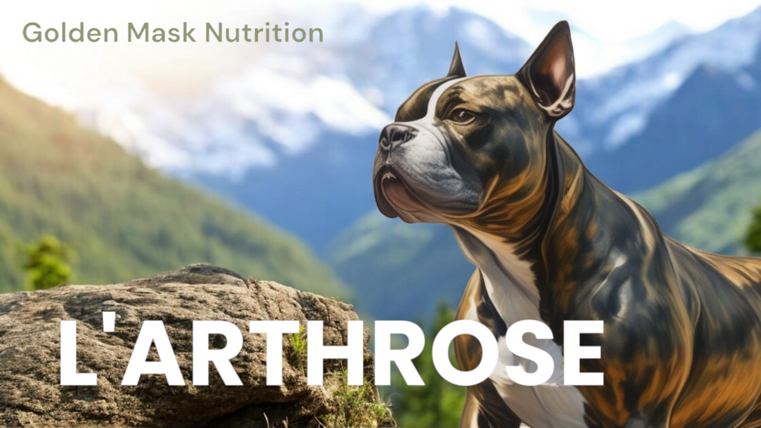 ARTHROSE DU CHIEN DES SOLUTIONS