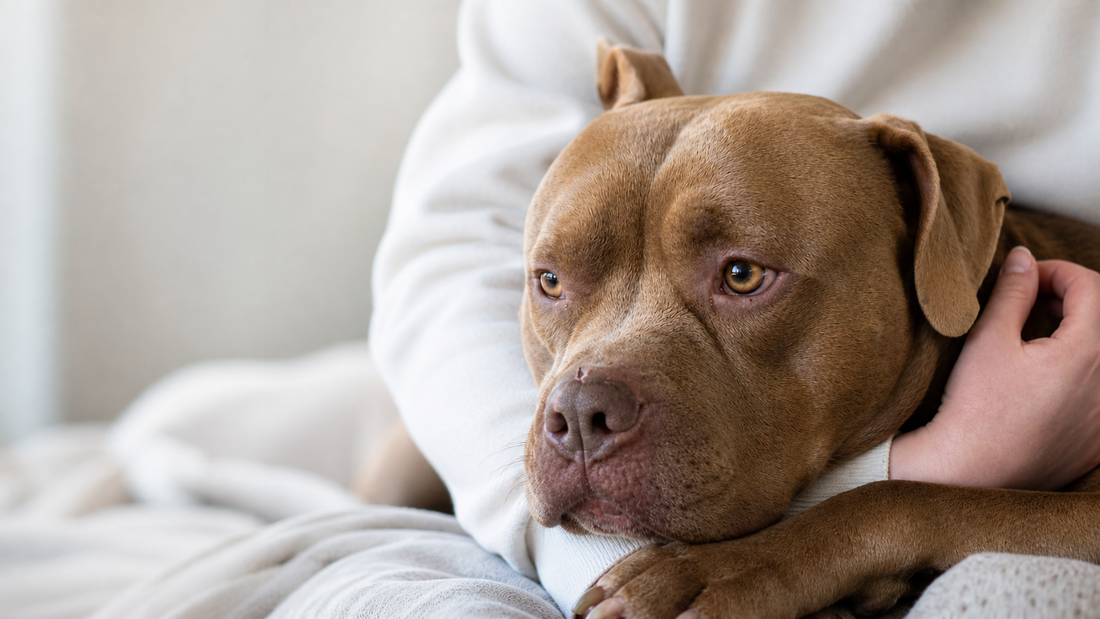 American Bully : Caractère, Alimentation, Santé Naturelle et Besoins Sportifs de ce Chien Puissant