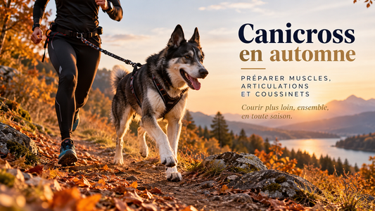 Canicross en automne : chien en harnais et coureur sur un sentier au coucher du soleil